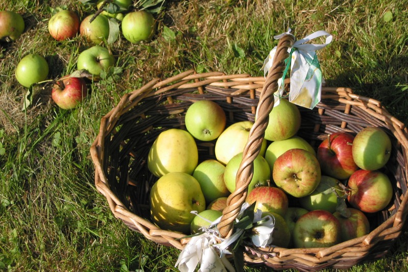 Äpplen © iStock